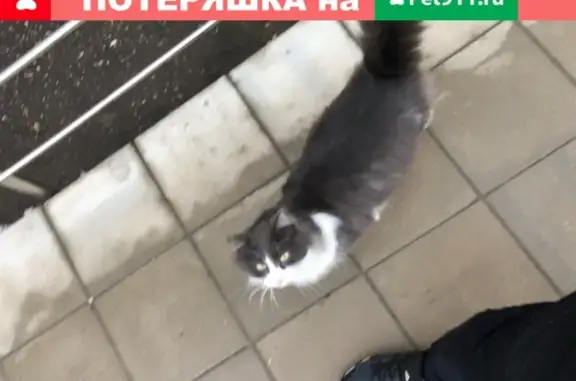 Найдена кошка у Пятерочки на ул. Гордеевская