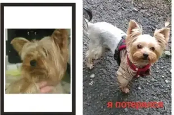 Собаки потеряшки, Екатеринбург, фото: Потеряшка мини стандарт йоркширский терьер Веня на ул. Реактивной, Екатеринбург