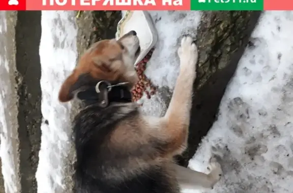Потерянный пес в Первомайском районе