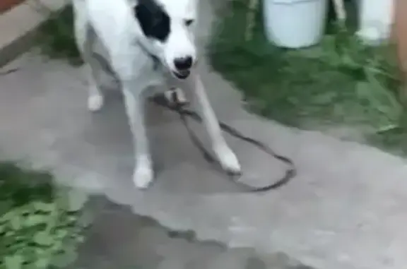 Пропала собака в Казани, вознаграждение гарантировано