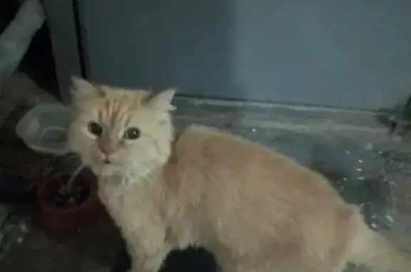 Найдена кошка в подвале дома на ул. Софийской, СПб