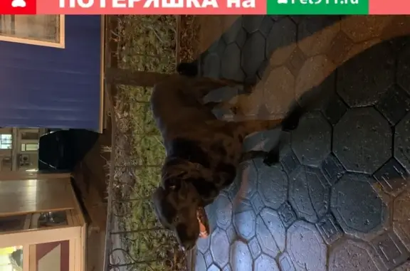 Найден хромой лабрадор на ул. 3-го Интернационала, Ногинск