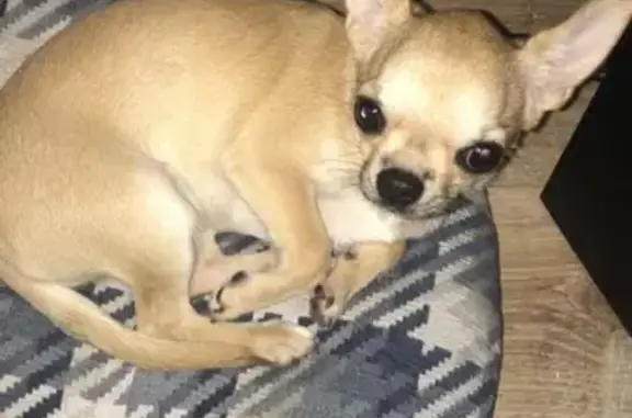 Пропала собака породы Чихуахуа на Балаклавском пр-кте, Москва