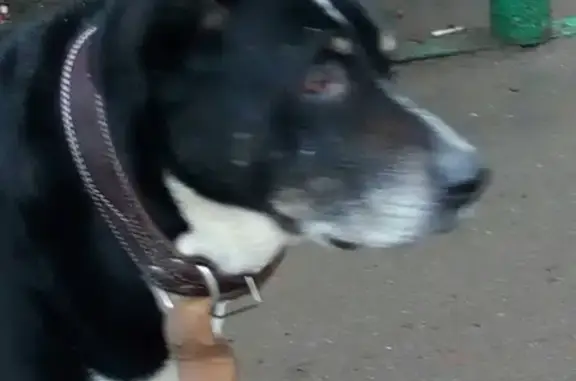 Найдена собака Кабель на ул. Ак. Лаврентьева, 17, Долгопрудный