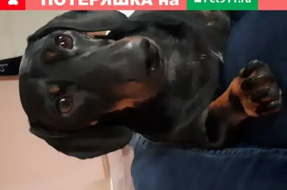 Потерянные животные Новороссийск, фото: Пропала собака Джессика, Малая Земля, Новороссийск