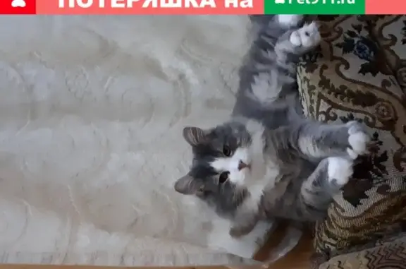 Пропал кот Кузя в Ялте, Пролетарский переулок
