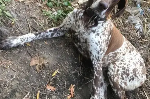 Собаки потеряшки, Анапа, фото: Потеряшка собака Феня, бело-коричневого окраса, Пятихатки, 6Б.