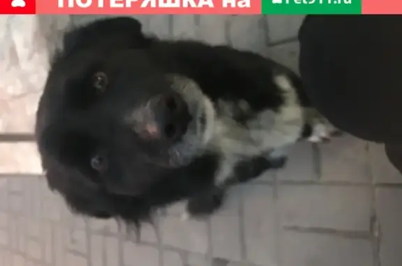 Собака возле подъезда на улице Глазкова, Волгоград