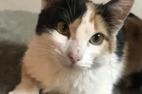 Маленькая трехцветная кошка найдена в Одинцово