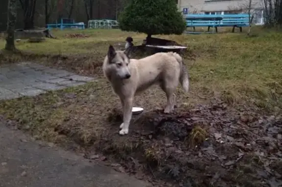 Найдена собака светлой окраски в Солнечном, СПб