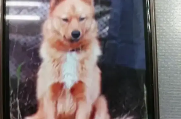 Пропала собака породы Карело-финская лайка в поселке 