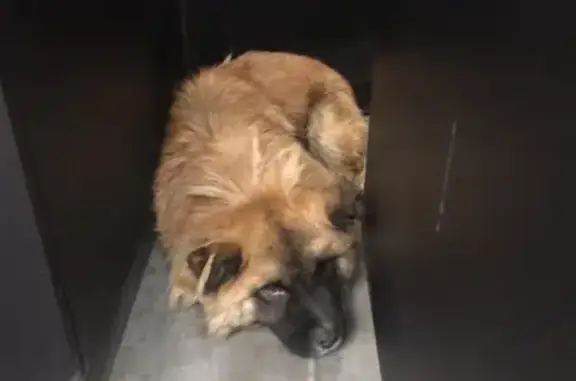 Собака найдена возле магазина 