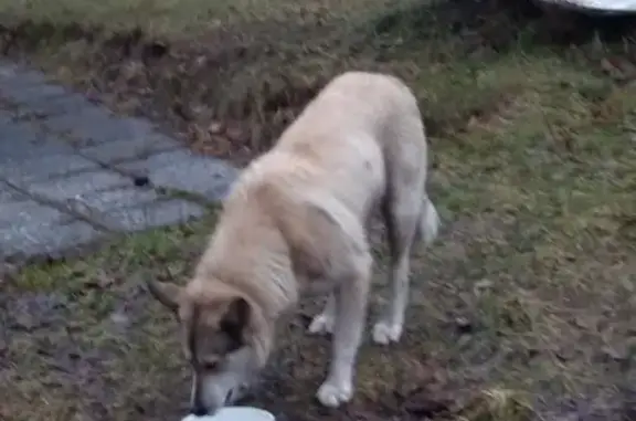Собака найдена в Солнечном, СПб, Россия.