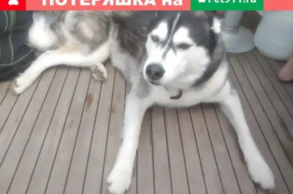 Собаки потеряшки, Успенка, фото: Потеряшка хаски с клеймом в деревне Успенка, Пермский край