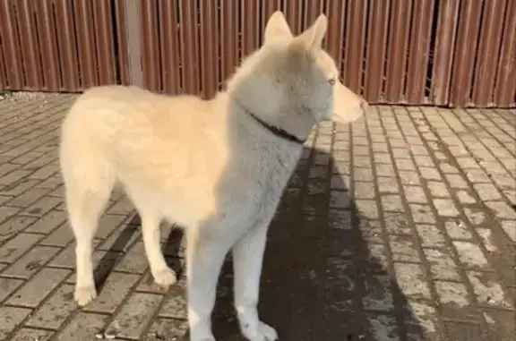 Найдена собака в Московской области, ищем хозяина
