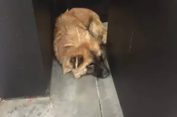 Собака найдена возле магазина Океан на Проспекте Победы, Пенза