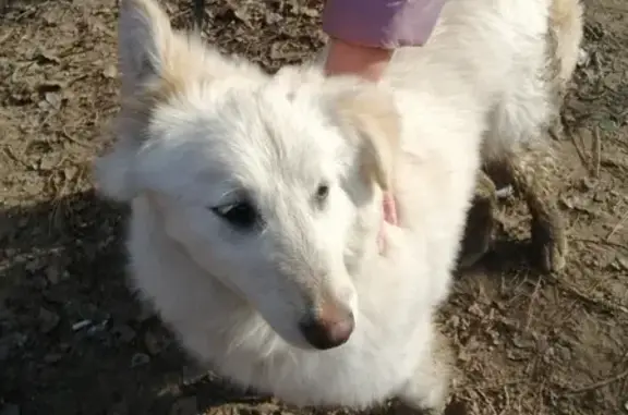 Собака найдена на улице Каяни в Ростове