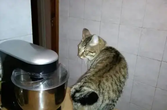 Объявления о пропавших и найденных животных, Донецк, фото: Пропала кошка на пр. Киевском 8!