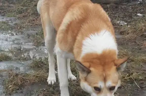 Собака Кобель найдена в Н. Новгороде