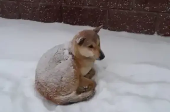 Найдена собака на ул. Свердлова-Гафури, Уфа