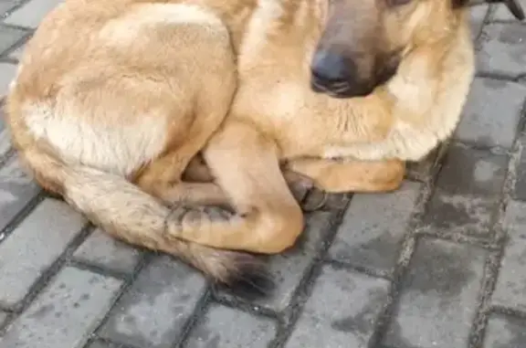 Найдена собака возле Перекрестка на Волжском бульваре, Москва