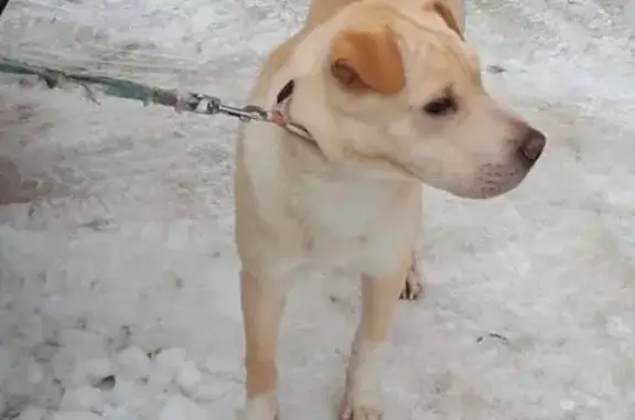 Найдена собака на Проспекте Октября (Уфа)