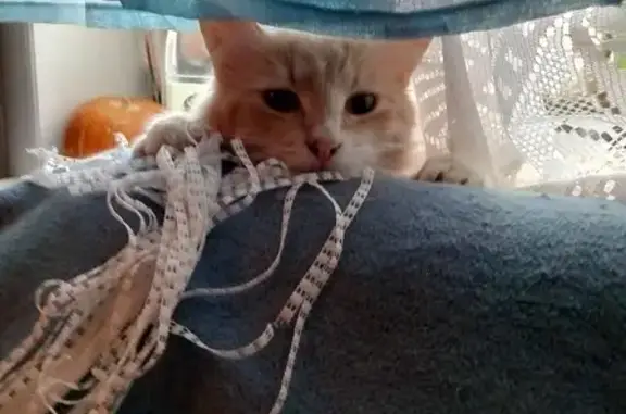 Кошки потеряшки, Великий Новгород, фото: Потеряшка котик в Григорово, Центральная 10