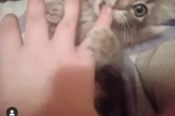 Кошки потеряшки, Таганрог, фото: Потеряшка кошка в Таганроге с белыми полосками