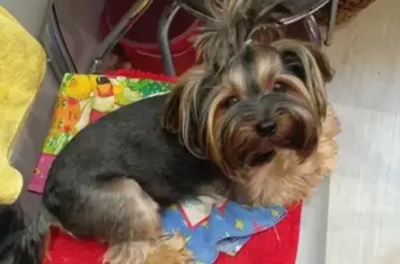 Собаки потеряшки, Владимир, фото: Потеряшка собака 