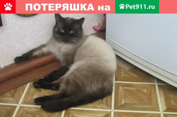 Кошки потеряшки, Муром, фото: Потеряшка кошка на Радиозаводском ш.