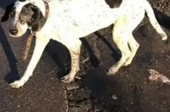 Потеряшка собака в Заречье, Ногинск