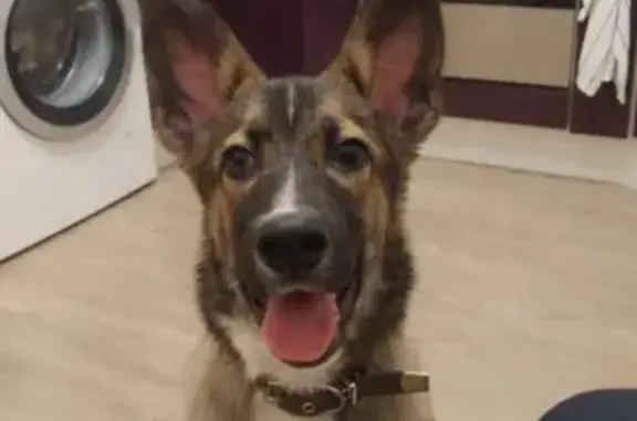 Собака Кабель найдена в районе Сухого Лога, Новосибирск.