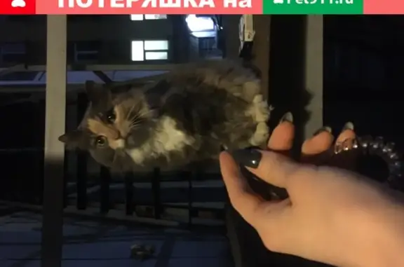 Найдена кошка на Большом проспекте Петроградской стороны