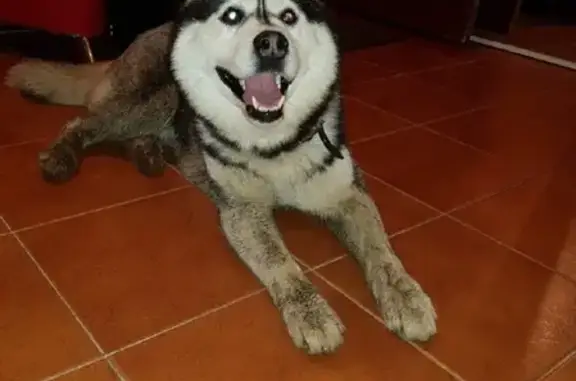 Найденные животные Ярославль, фото: Потерян хаски на ул. Серго Орджоникидзе, 31