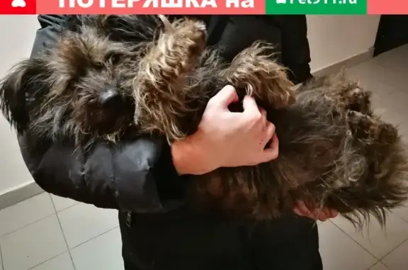 Найдена собака у м Беговая, Москва