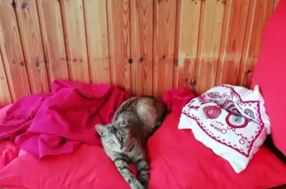 Пропала кошка на Минской 34 в Казани