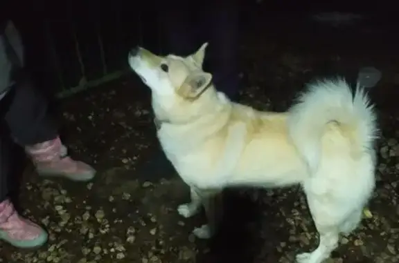 Найден кобелёк лайки в Слопинце, Кстовский район