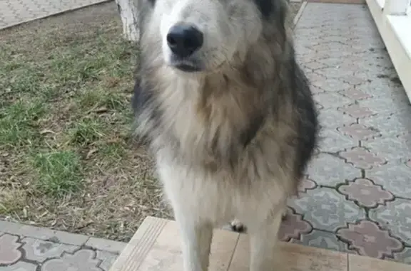 Собака на ул. Павленко, 26, Симферополь.