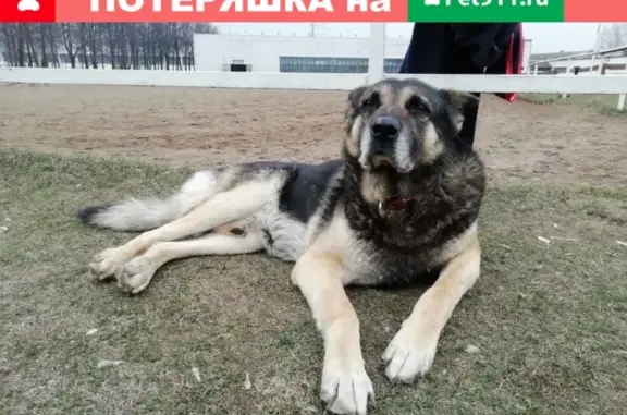 Пропала собака в Раменском, возрастной метис овчарки