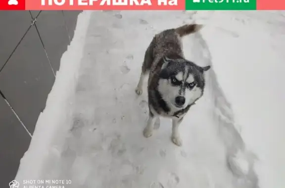 Собака Хаска с ощейником в Киселевске.