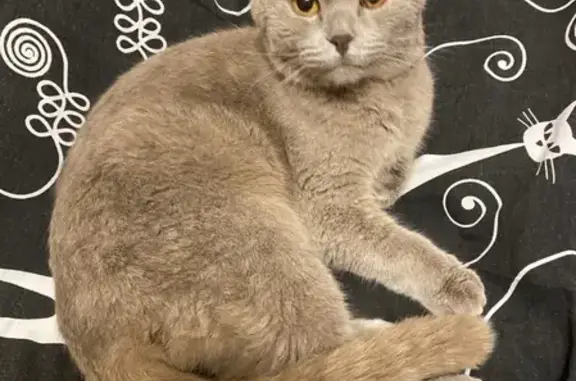 Найден серо-коричневый кот возле Квани, Калуга