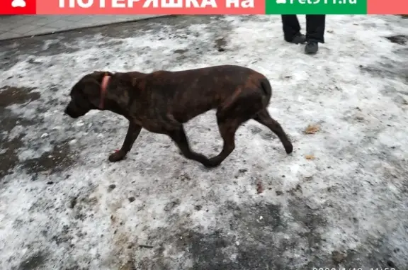 Собака найдена в парке Останкино (Москва)