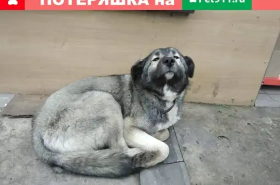 Найдена собака возле кафе Жар-пицца на Волгоградской