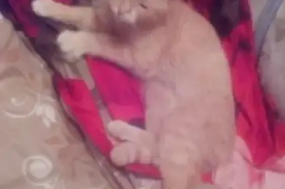 Потерянные животные Серов, фото: Пропала кошка Саша в Свердловской обл.