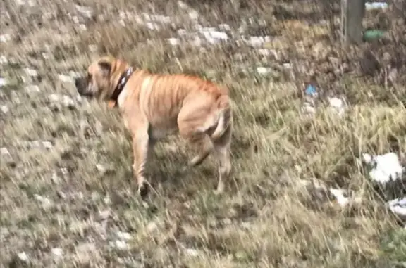 Найдена собака шарпей в Ступино