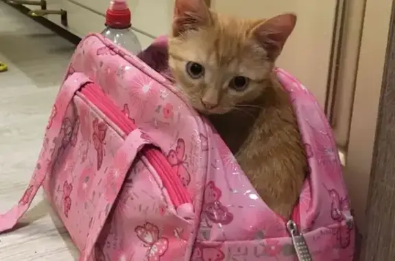 Кошки потеряшки, Кострома, фото: Потеряшка кошка на ул. Шагова, 25 (Кострома)