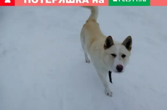 Собака ищет хозяина в Академгородке, Томск