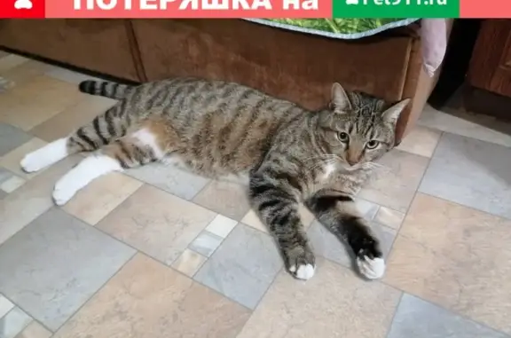 Найдена кошка на Давыдова во Владивостоке.