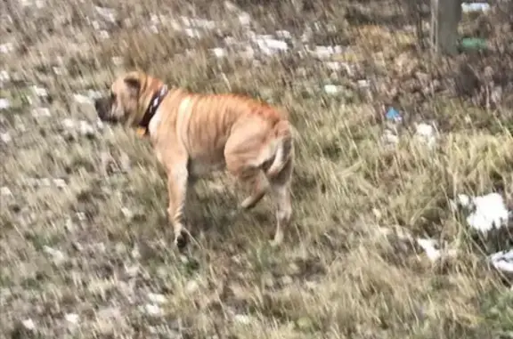 Найдена собака в Ивановском селении