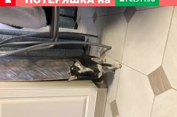 Собака найдена в Рассказовке, Москва